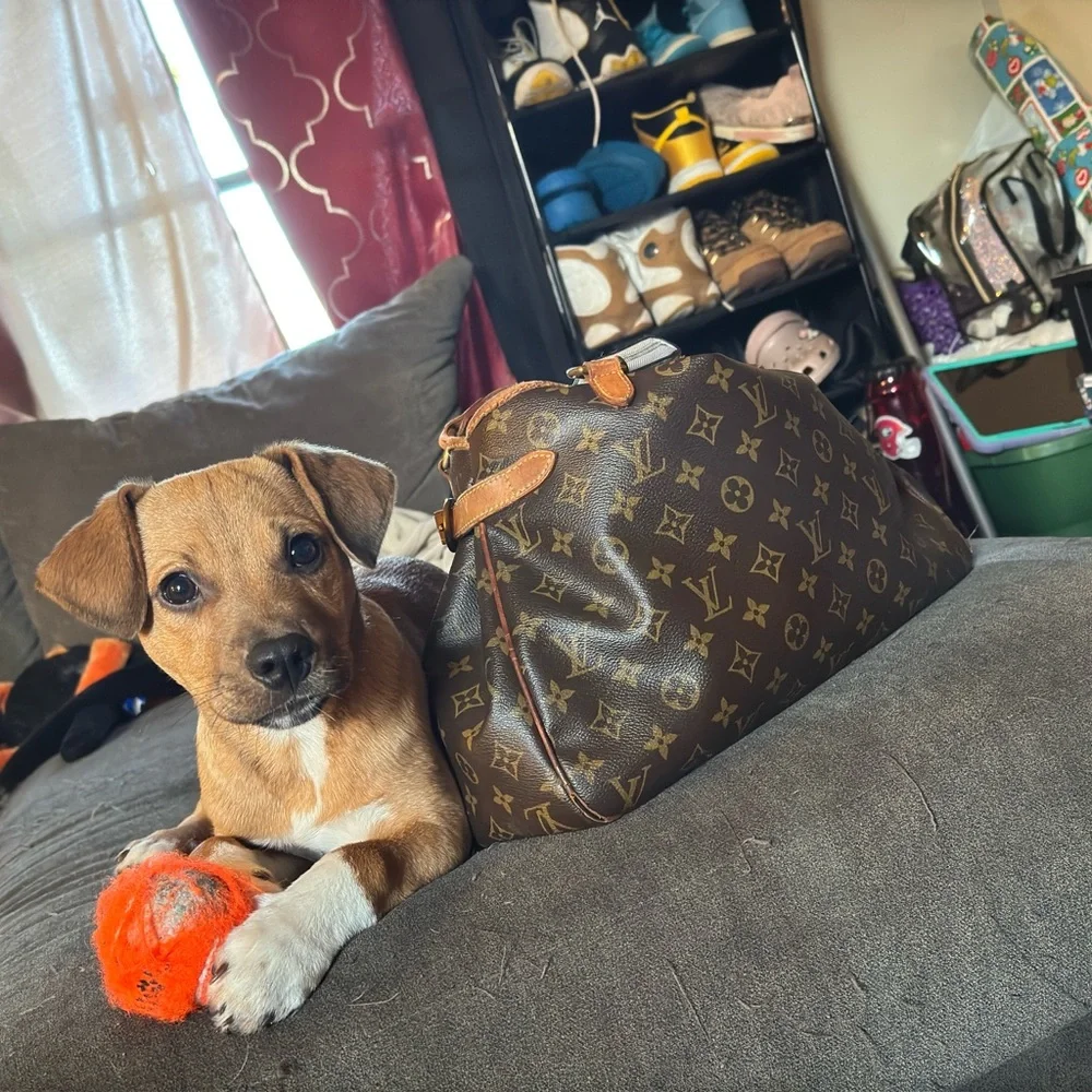 Luxury Brown Designer Dog Carrier